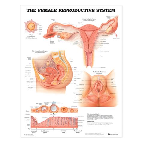 The Female Reproductive System Anatomical Chart Soft Laminate