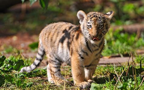 Tiger Baby Wallpaper ID 469962 Wallapper Abyss Tiger Pictures
