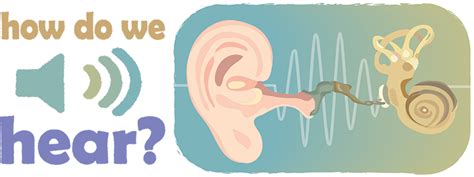 Hearing Sense Ask A Biologist