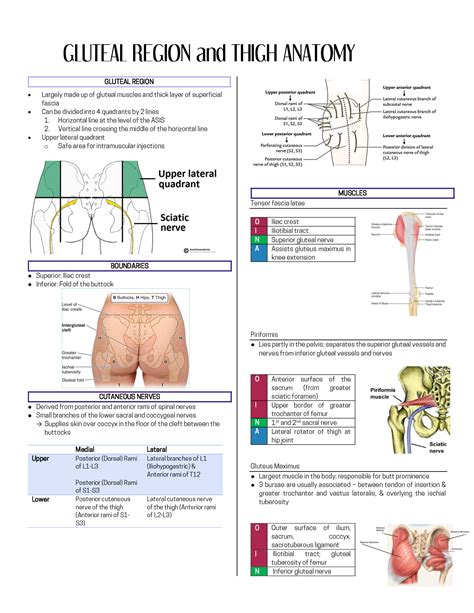 Solution Medicine Anatomy Of The Buttocks Thigh And Sacral Plexus