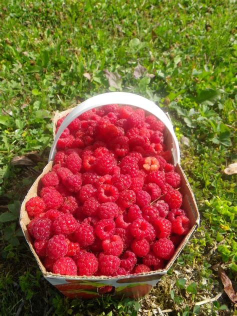 Free Images Plant Raspberry Fruit Berry Summer Food Collection