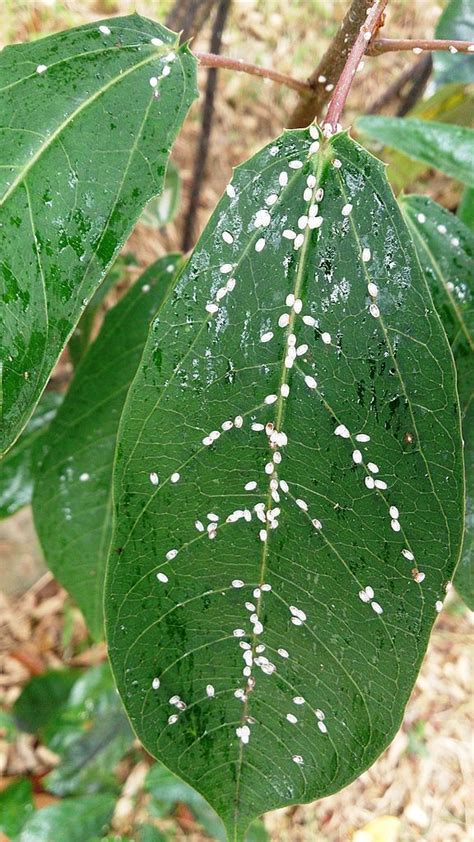 Plant Pests Scale And Thrips And How To Control Them Plant Pests