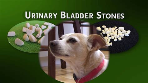 Types Of Bladder Stones In Cats