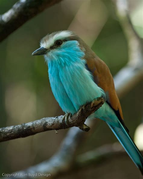 Teal Birdiewow♥♥♥ Bird Pet Birds Brown Butterflies