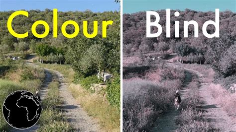 Can color blindness be cured with glasses? How Color Blindness Works - YouTube