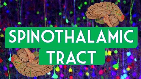 Spinothalamic Tract Youtube