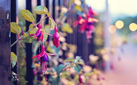 Close Up Nature Streets Flowers Fences Fuschia Wallpapers Hd