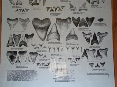 Must contain at least 4 different symbols; Sharksteeth.com : ** Poster book Megalodon Shark teeth ...