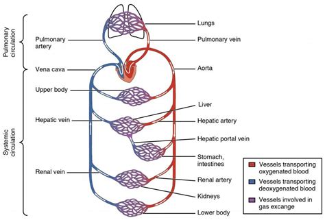 4.which blood vessel will have the high amount of glucose and amino acld after a meal? Blood vessels diagram | Healthiack