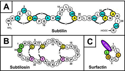 Structure Of Bacillus Spizizenii Peptide Antibiotics A Structure Of