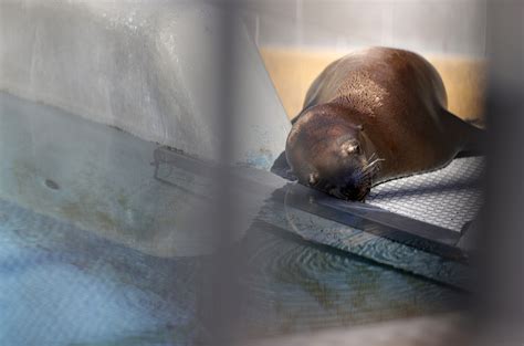 Soaring Sea Lion Cancer Linked To Ddt Dumping Off Californias Coast Cgtn
