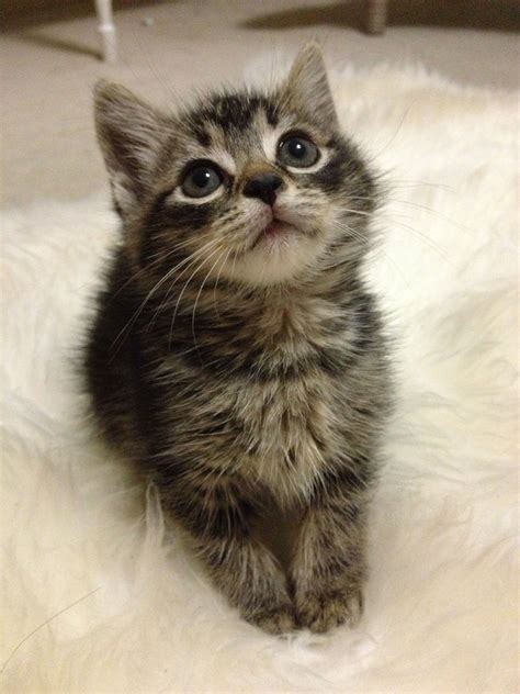 6 Weeks Old Female Tabby Kitten Very Sweet Little One~ Cat Empire Serious Cat Tabby Kitten