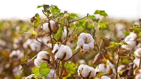 Global organic cotton production increased - Textilegence