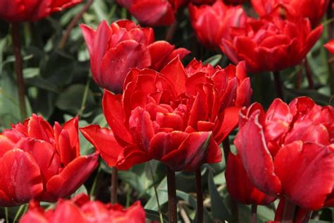 Gefüllte Tulpe Red Princess Luberade