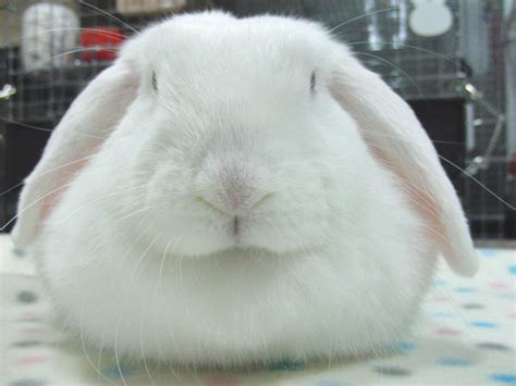 Holland Lop Blue Eyed White Bunny Rabbit Usa 可愛すぎる動物 動物 美しい風景写真
