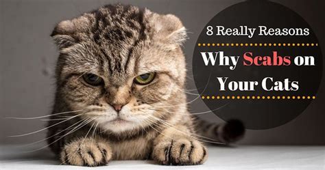 8 Really Reasons Why Scabs On Your Cat A Blog For Cat