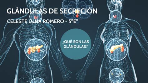 Las Glandulas De SecreciÓn By Celeste Luna
