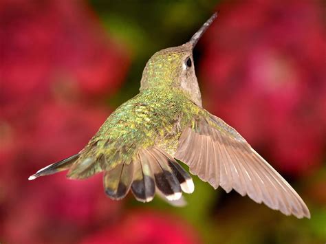 We did not find results for: Anna's Hummingbird Flight Photograph by Ron D Johnson