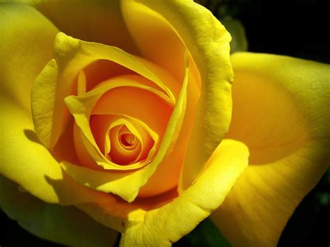 Free download new latest hd yellow rose wallpapers close up wallpaper under flowers category for high quality and high definition wide screen computer, pc and laptop desktop background photos, images and pictures. Yellow Rose Wallpapers - Wallpaper Cave