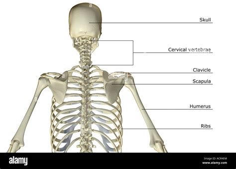The Bones Of The Upper Body Stock Photo Alamy