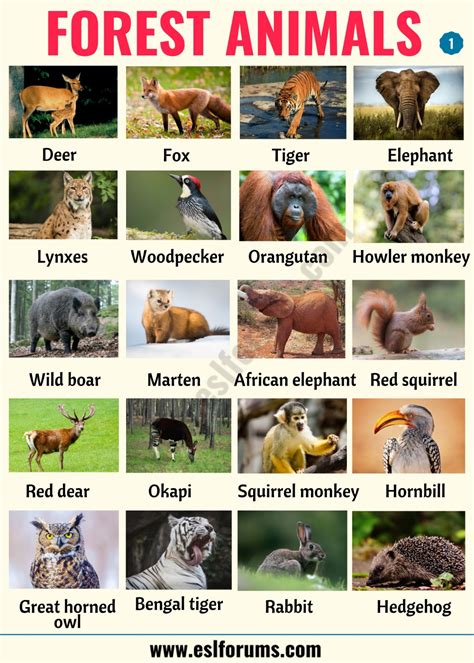 Forest Animals Names List Leti Blog