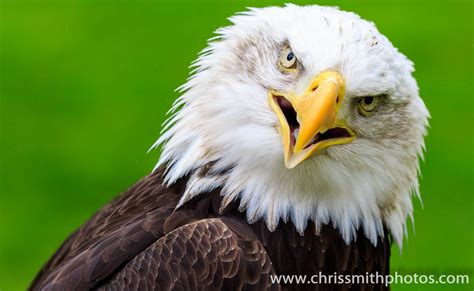 Bald Eagle Bald Eagle Haliaeetus Leucocephalus Chris Smith Flickr