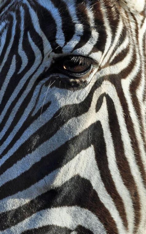 We did not find results for: Pin by Monica Brousseau on Zebra | Plains zebra, Mountain zebra, Zebra