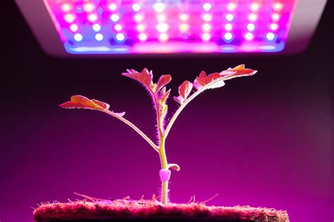 An overview of the construction, wave/ par readings and our. 7 Tips to Maximize Your Indoor LED Cannabis Grow Lights ...