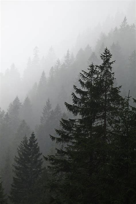 Misty Pine Forest Background Photograph By Lukasz Szczepanski