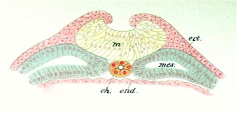 Learn about notochord with free interactive flashcards. Cureus | Update on the Notochord Including its Embryology ...