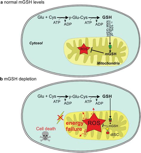 Glutathione Gsh Is Synthesized In The Cytoplasm By The Action Of