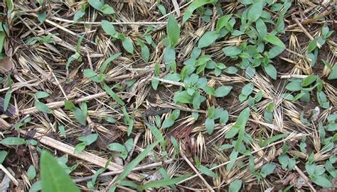 Crabgrass — Turning A Weed Into Forage Hay And Forage Magazine
