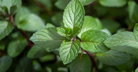 Chocolate Mint Growing And Care Guide The Garden Magazine