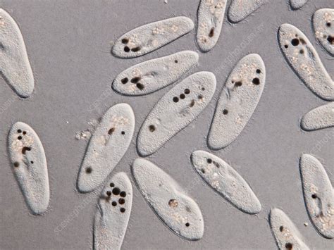 Paramecium Protozoa Light Micrograph Stock Image C012 5243
