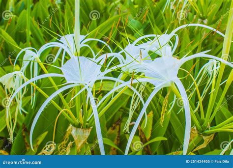 Background Bunga Bakung Pics Myweb