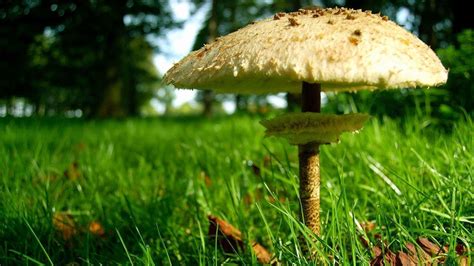 Closeup View Of White Mushroom In Green Grass Field Hd