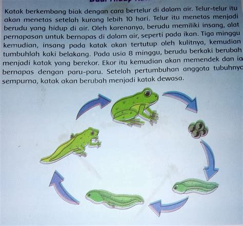 Gambar hitam putih siput dan katak. Gambar Daur Hidup Katak Hitam Putih - Kata Kata