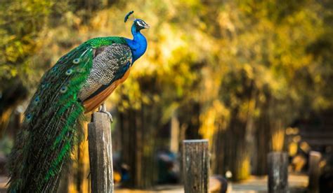 Are Peacocks Friendly To Humans Full Behavior Guide Nayturr