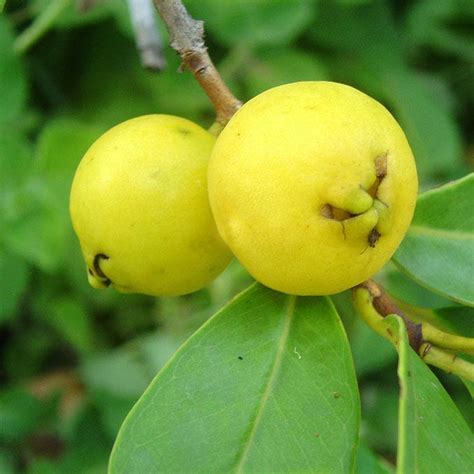 Cherry Guava Yellow 90mm Pots Fruit Tree Lane
