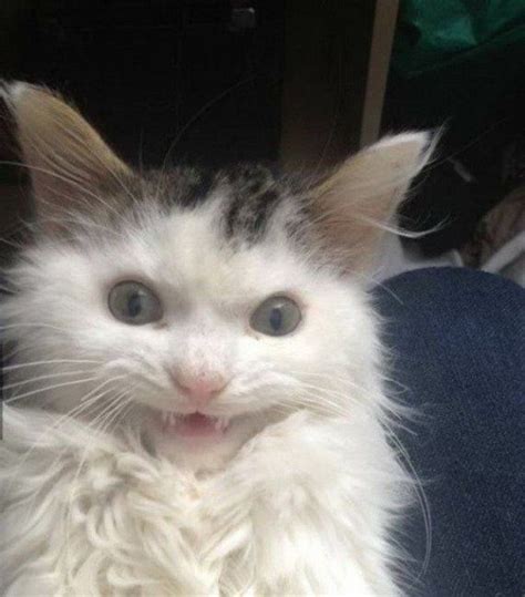 32 Derp Faced Pets Are The Pinnacle Of Lovable Cutesypooh Funny Cat