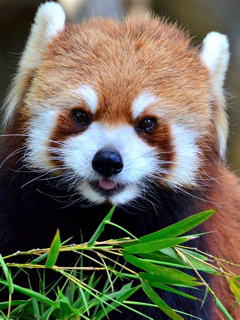 The Science Of Cute And Why You Want To Bite This Baby Red Panda Inverse