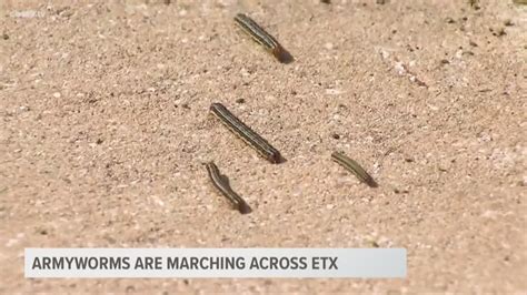 Invasion Of The Armyworms Cbs19tv