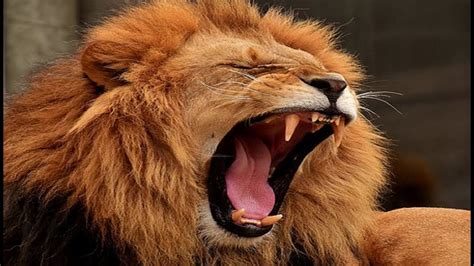 Lion Roar Lion Sounds Youtube