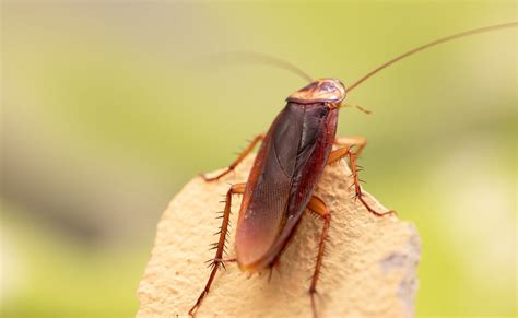 Increíble Descubre cuántas cucarachas emergen de un solo huevo