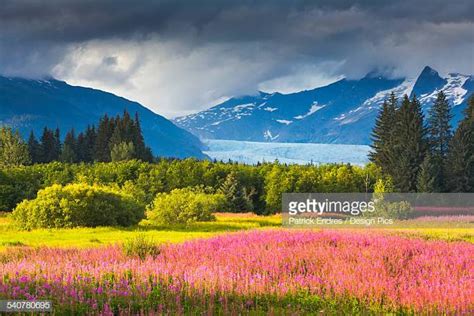 Fireweed Stock Photos And Pictures Getty Images