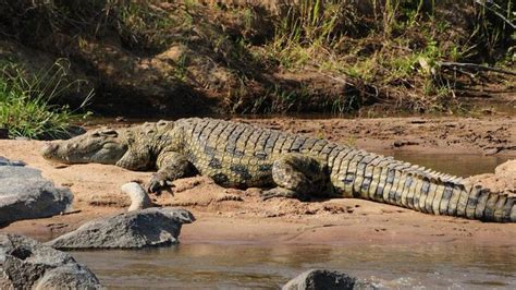 Where Do Crocodiles Live