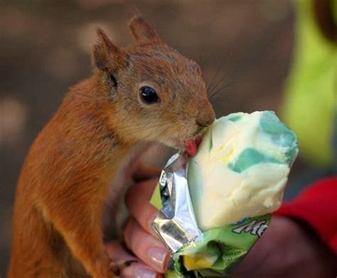 Sharing Ice Cream With A Squirrel Cute Squirrel Cute Animals Animals