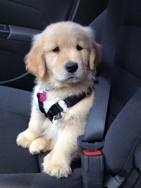 Golden Retriever Puppy Looks Unsure About The Whole Going For A Ride