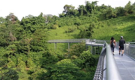 The windsor nature park trail lined with trees ( source ). New Parks In Singapore To Get Some Running Done | Just Run ...