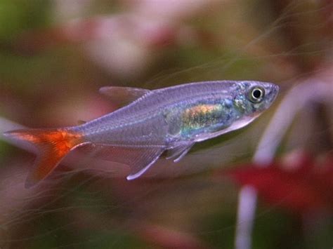 Glass Bloodfin Tetra Keeping Tropical Fish